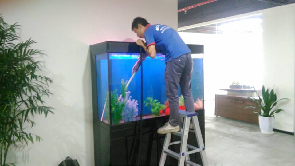 鱼缸硝化系统建立时要换水吗,鱼缸加黄粉还能建立硝化系统吗