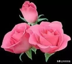 520祝福语表达爱意句句温馨美好,520祝福语送给最在乎的人