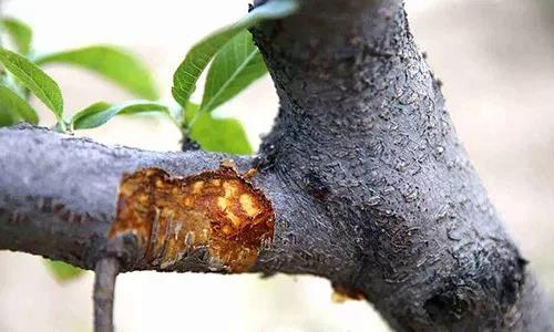 果树清园工作怎样做,果树清园的方法与时间