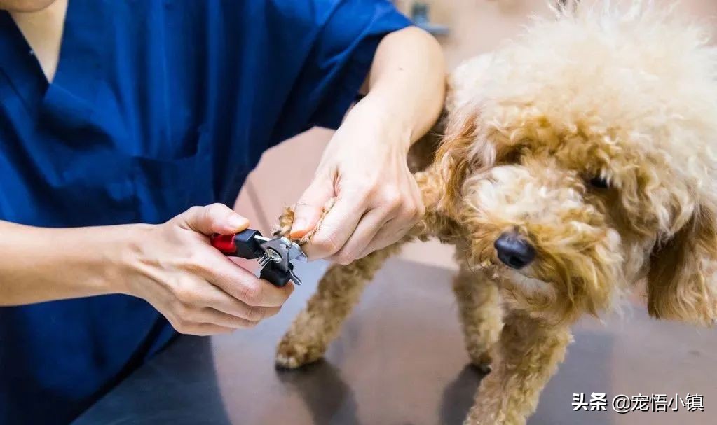 给狗狗剪指甲出血了怎么办,给狗狗剪指甲流血了用碘酒怎么办