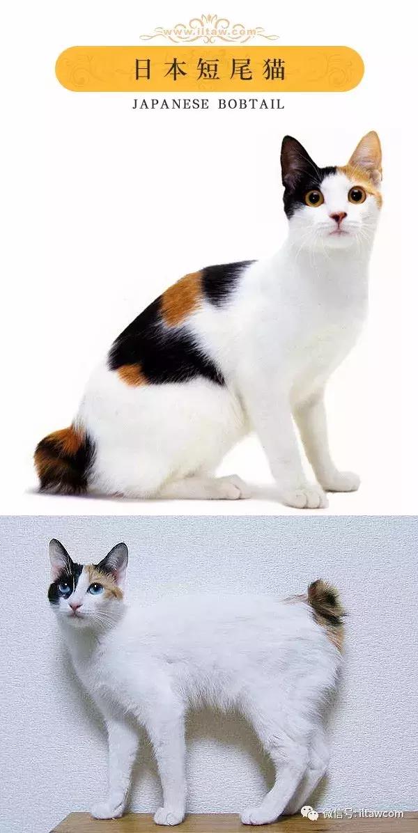 搜猫咪各种图片,世界猫咪图录