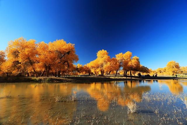 胡杨林旅游区道歉,额济纳胡杨林门票免费及优惠政策