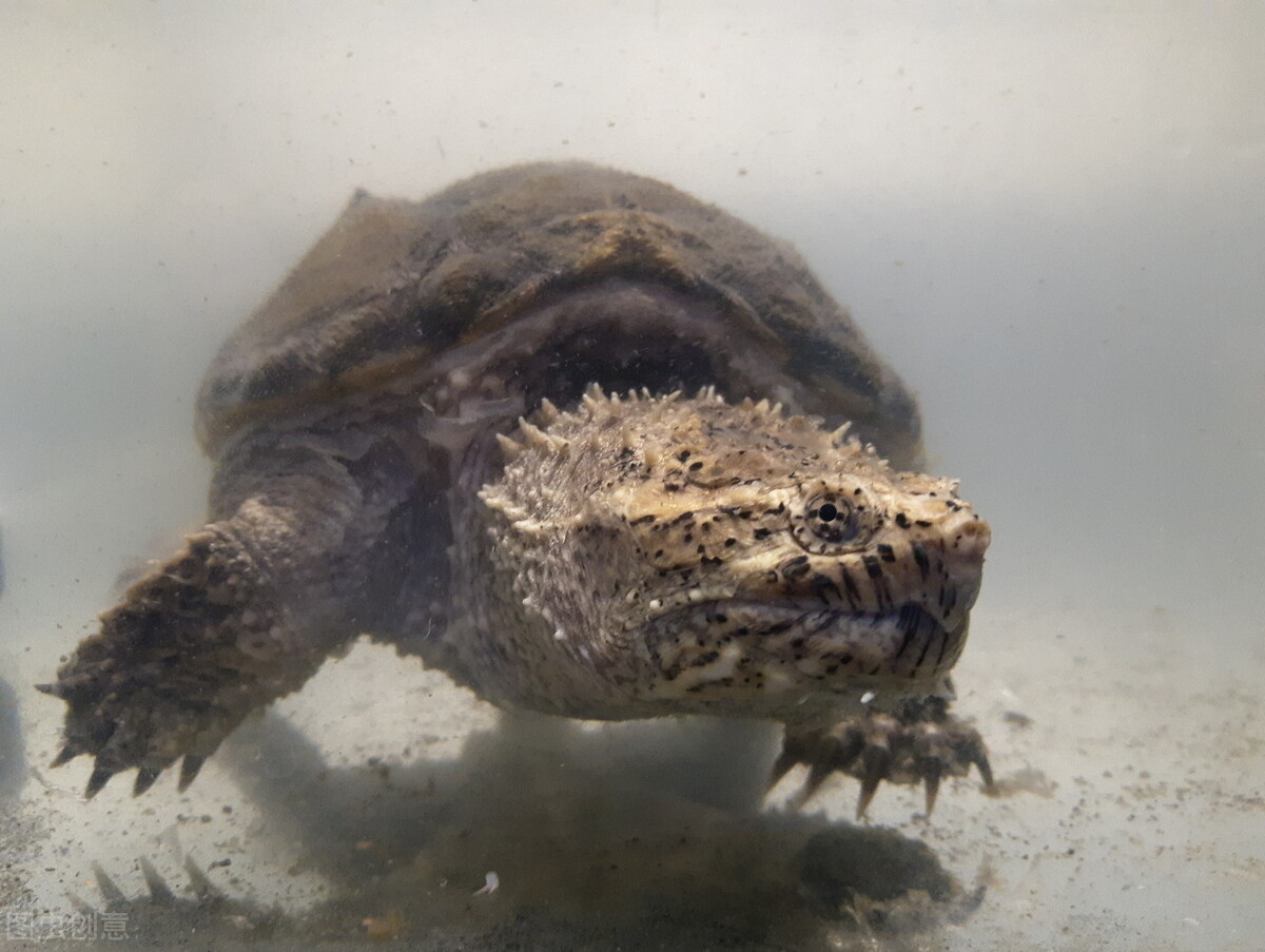 小山村池塘中放生鳄龟，多年以后成了神秘的存在