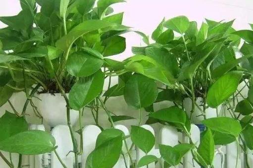 绿萝怎么养才能更旺盛不会有黄叶,绿萝叶子没有光泽变黄怎么办