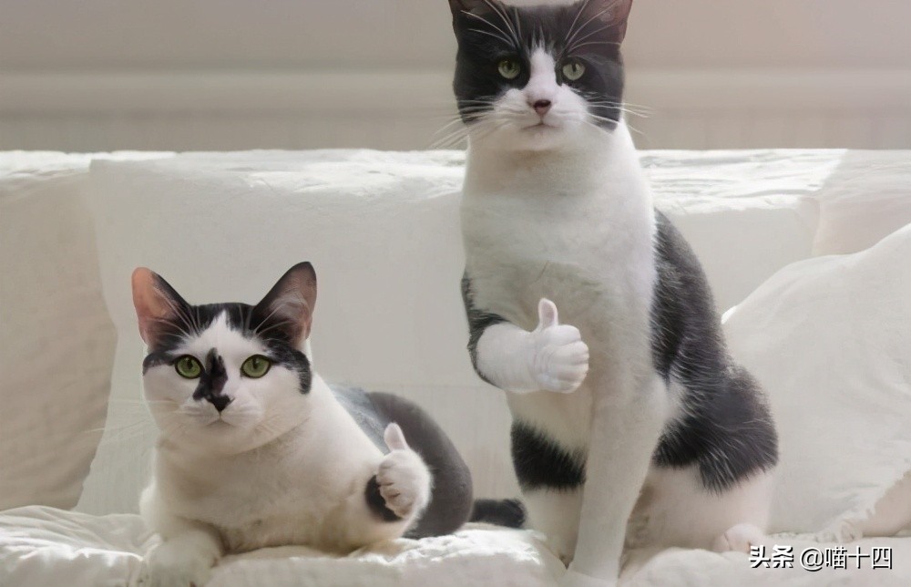 39天小猫软便,老是软便