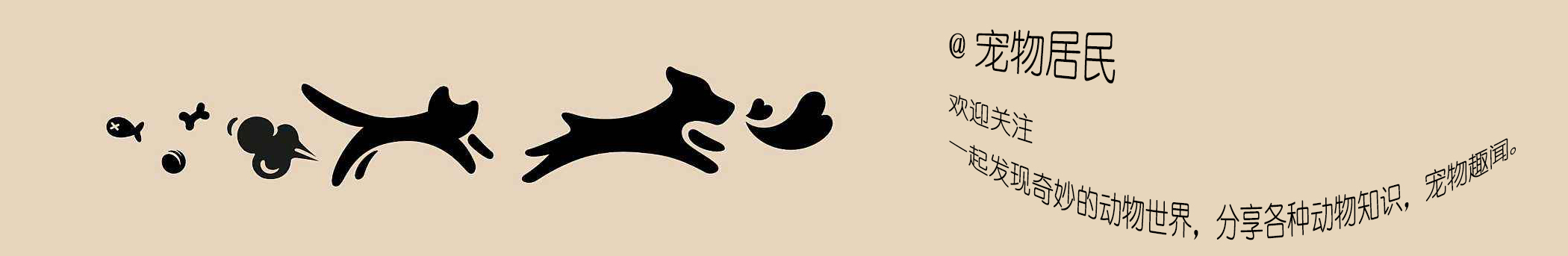 京巴狗小时候特别爱睡觉,京巴狗为什么不建议养