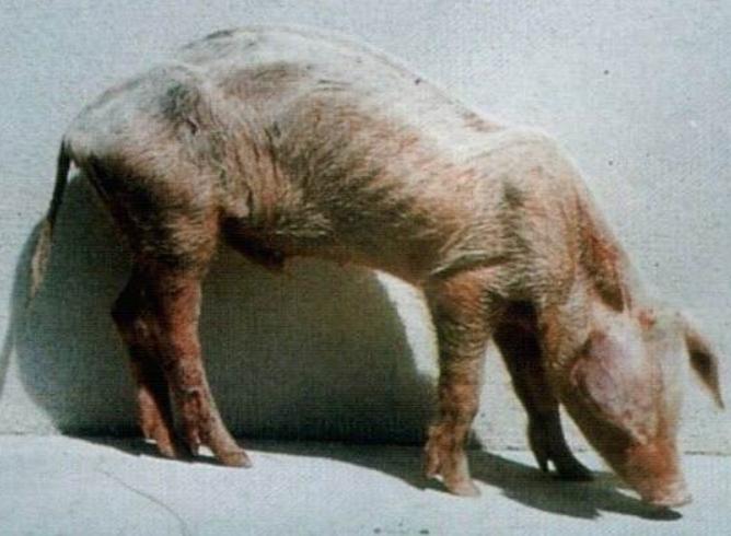 僵猪怎么治疗和管理,僵猪病猪处理方法