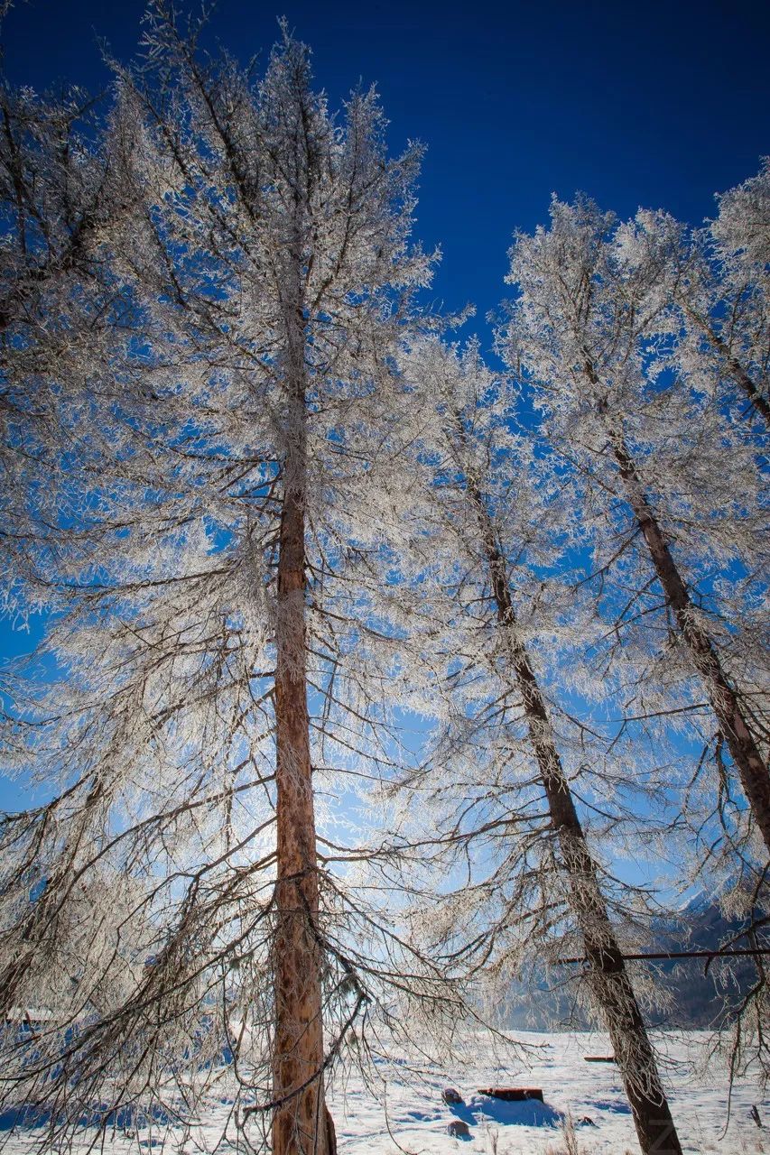 鍫瘮鐟炲+鐨勪腑鍥芥粦闆満,濯茬編鐟炲+