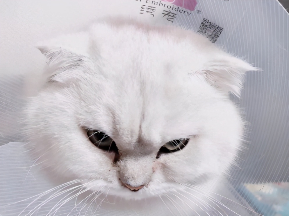 当猫咪遇见病痛,当猫咪突发心脏病如何急救