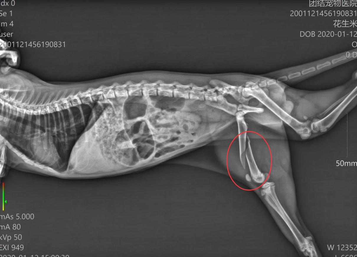 猫从多少层楼掉下来没事,猫掉下24楼生存率多高