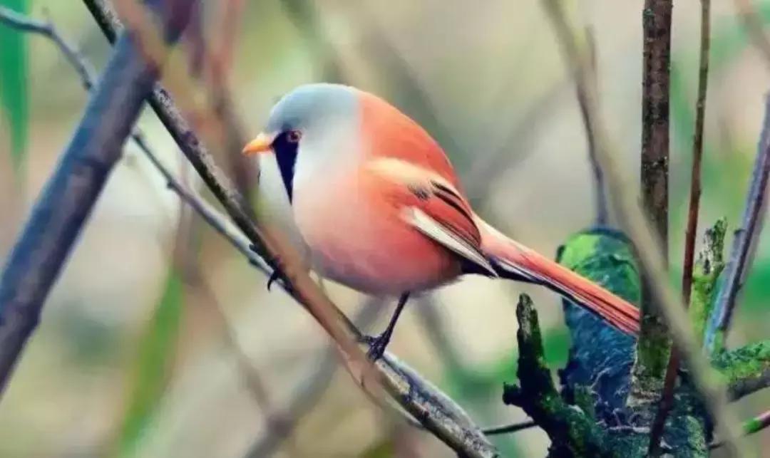 被囚34年取精，被迫亲手杀死爱子，最后只能挣扎着死去……