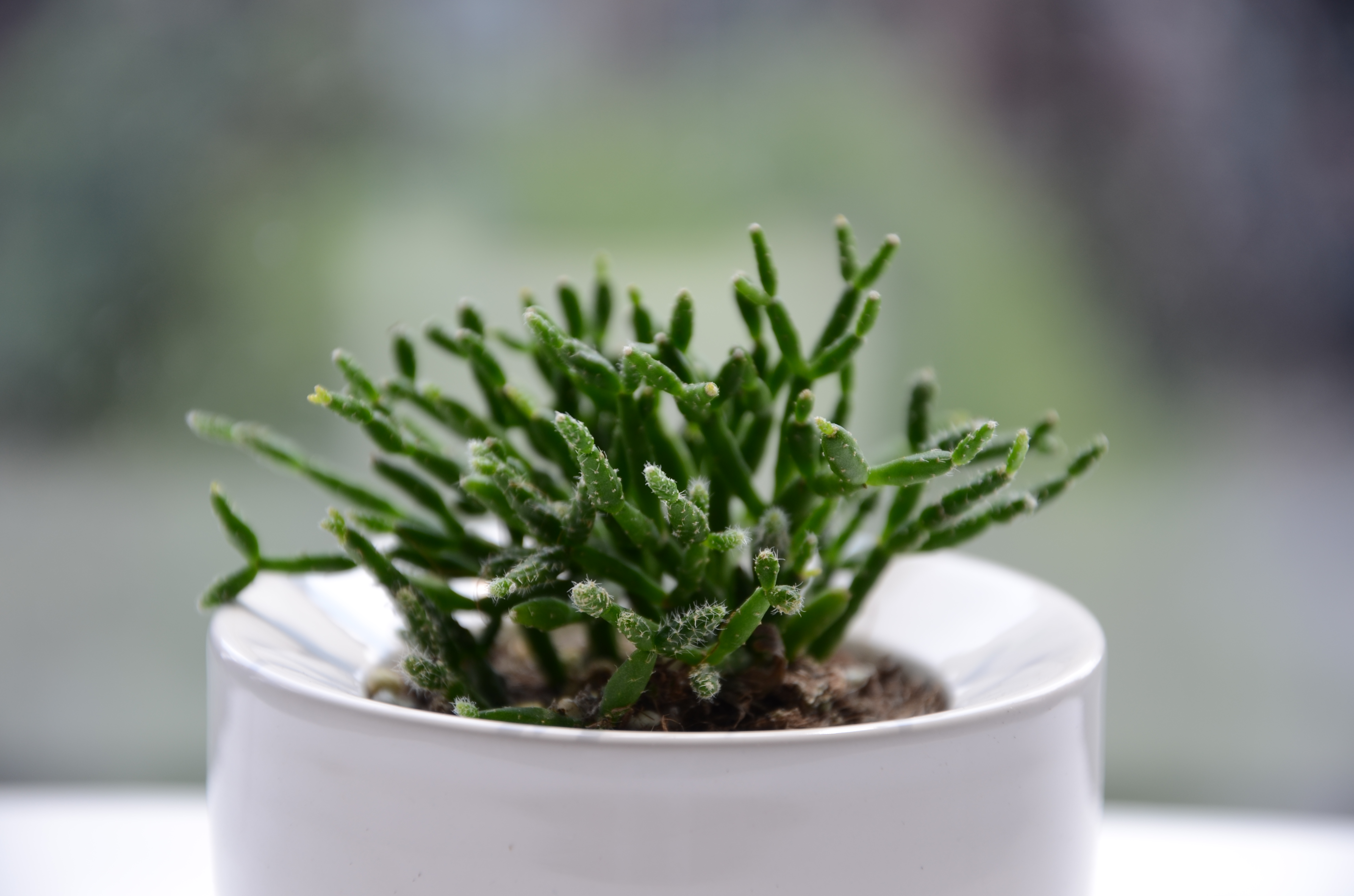 室内耐阴多肉植物推荐,多肉植物耐阴吗