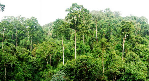 火的操控者——桉树，真正诠释了野火烧不尽，春风吹又生