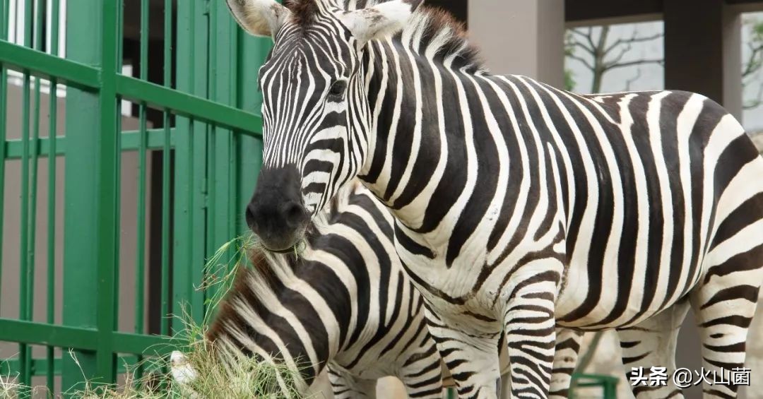 逃离高温“熔炉”，南方的夏天就该玩雪