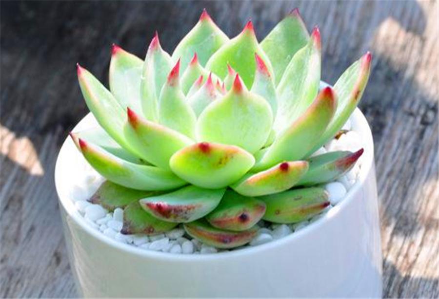 吉娃娃多肉爆头怎么办,吉娃莲多肉容易服盆吗