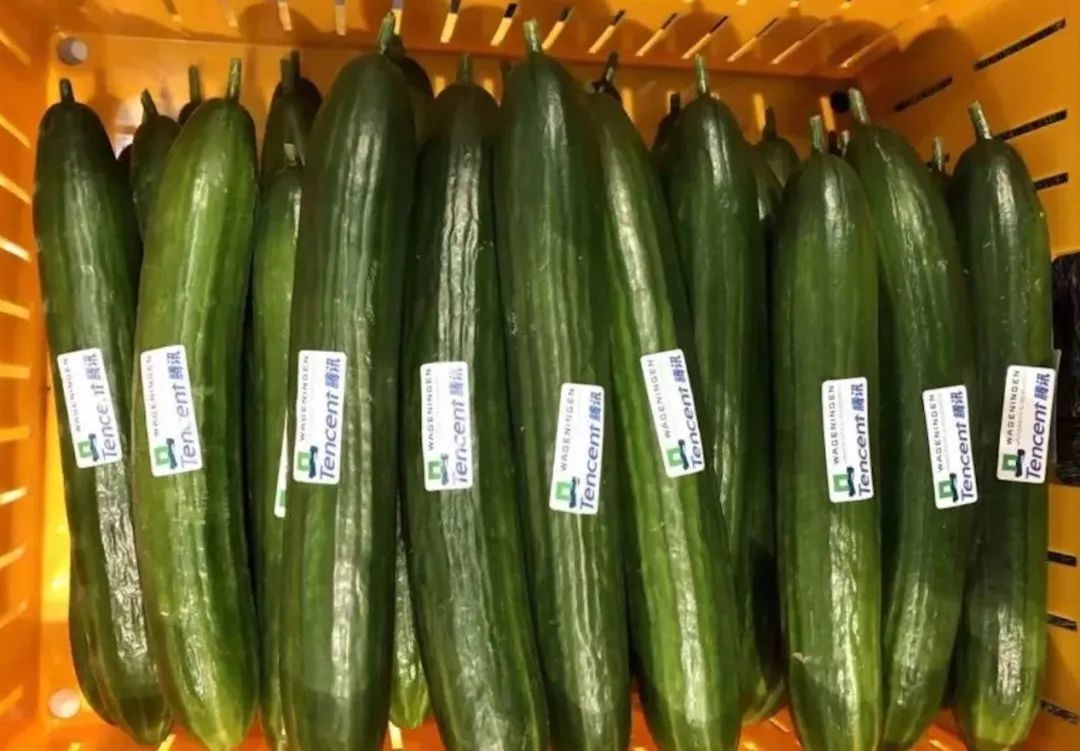 中国大沙漠的淘金客：*子骗**、教授与巨头