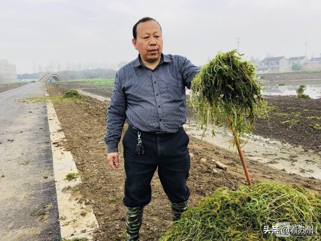 阳澄湖大闸蟹为什么能独占鳌头,阳澄湖大闸蟹上岸