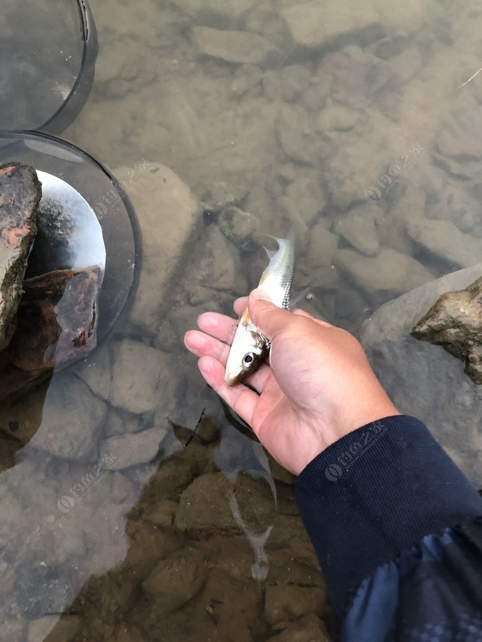 水底小鱼多就会没大鱼,自然水域没鱼情