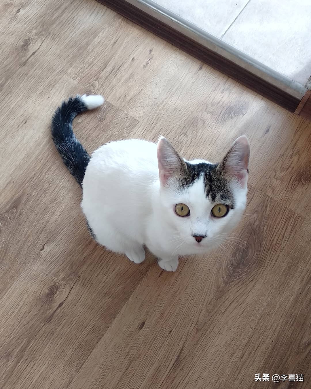 怎么判断猫妈妈还会不会养小猫,猫妈妈抛弃小猫的原因