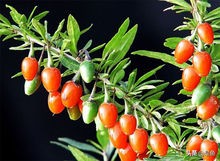 正宗中宁枸杞500g价格多少钱,正宗的中宁枸杞是什么样子