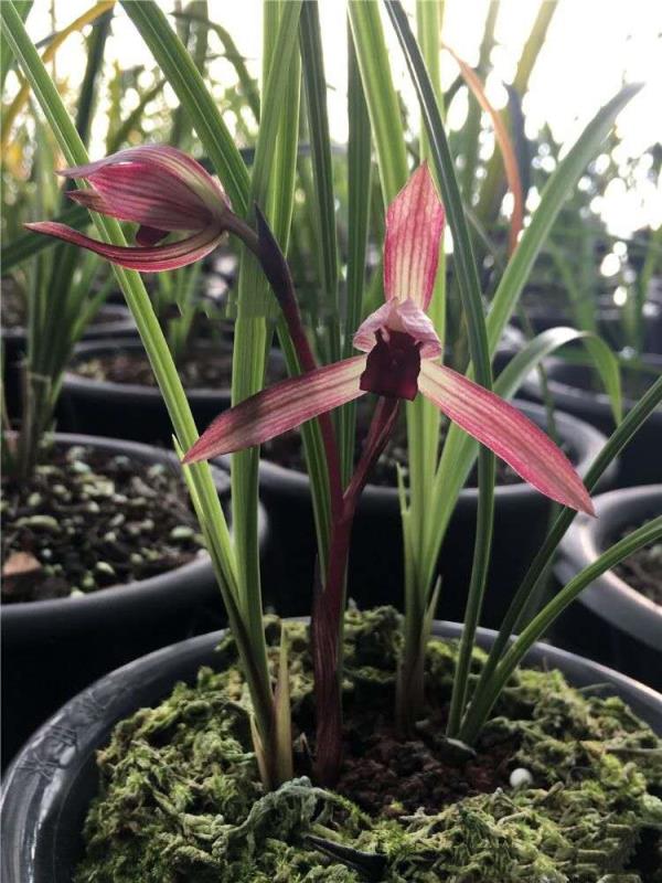 云南景东县早年下山的一颗春兰，后来成为滇兰花中王者