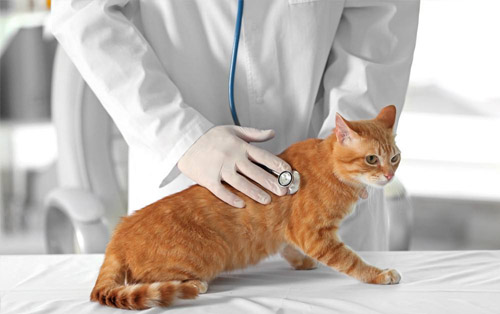 猫咪腹泻拉稀吃什么药好,猫咪拉肚子要怎么喂益生菌