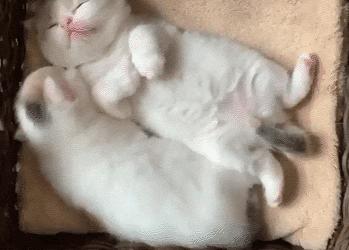 如果捡到小奶猫怎么办,捡到小奶猫要怎么处理