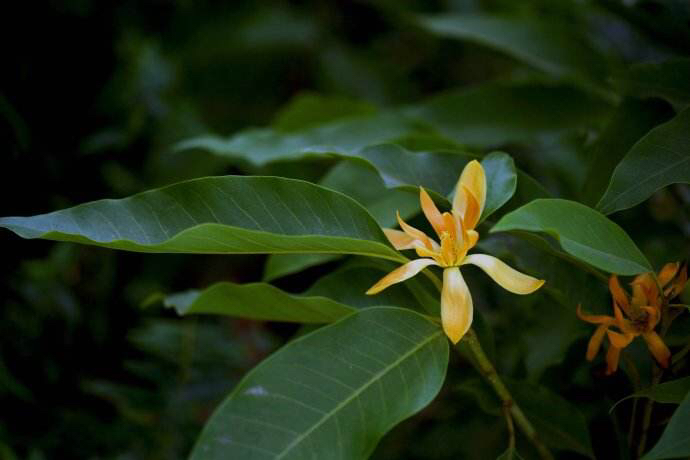 黄缅桂,中药材滇黄料