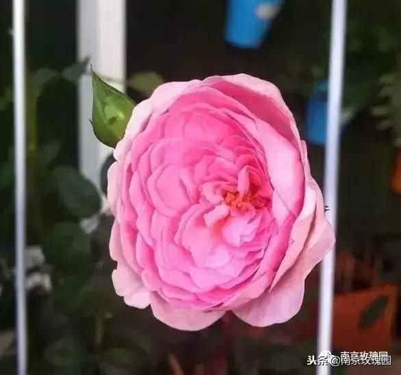 「花师傅开课啦」爱花人必知！南京*瑰园玫**为你科普百种玫瑰