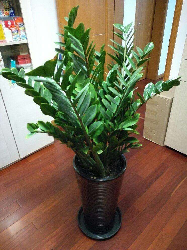 金钱树新枝叶片发黄,金钱树叶子发黄没有光泽怎么办