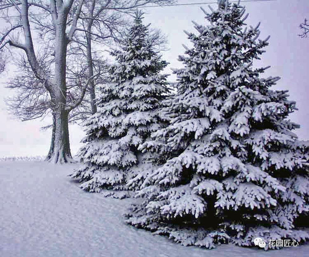挪威云杉夏天怎么养,挪威云杉温和净肤