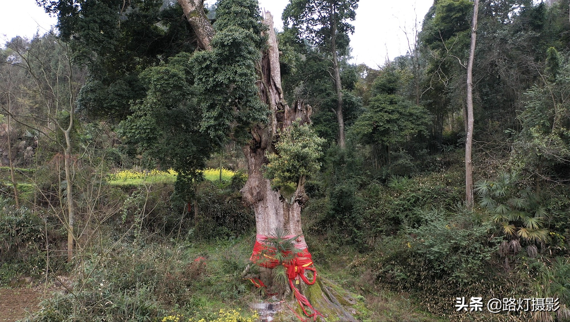 贵州金丝楠木树王还活着吗,贵州发现一棵千年楠木王