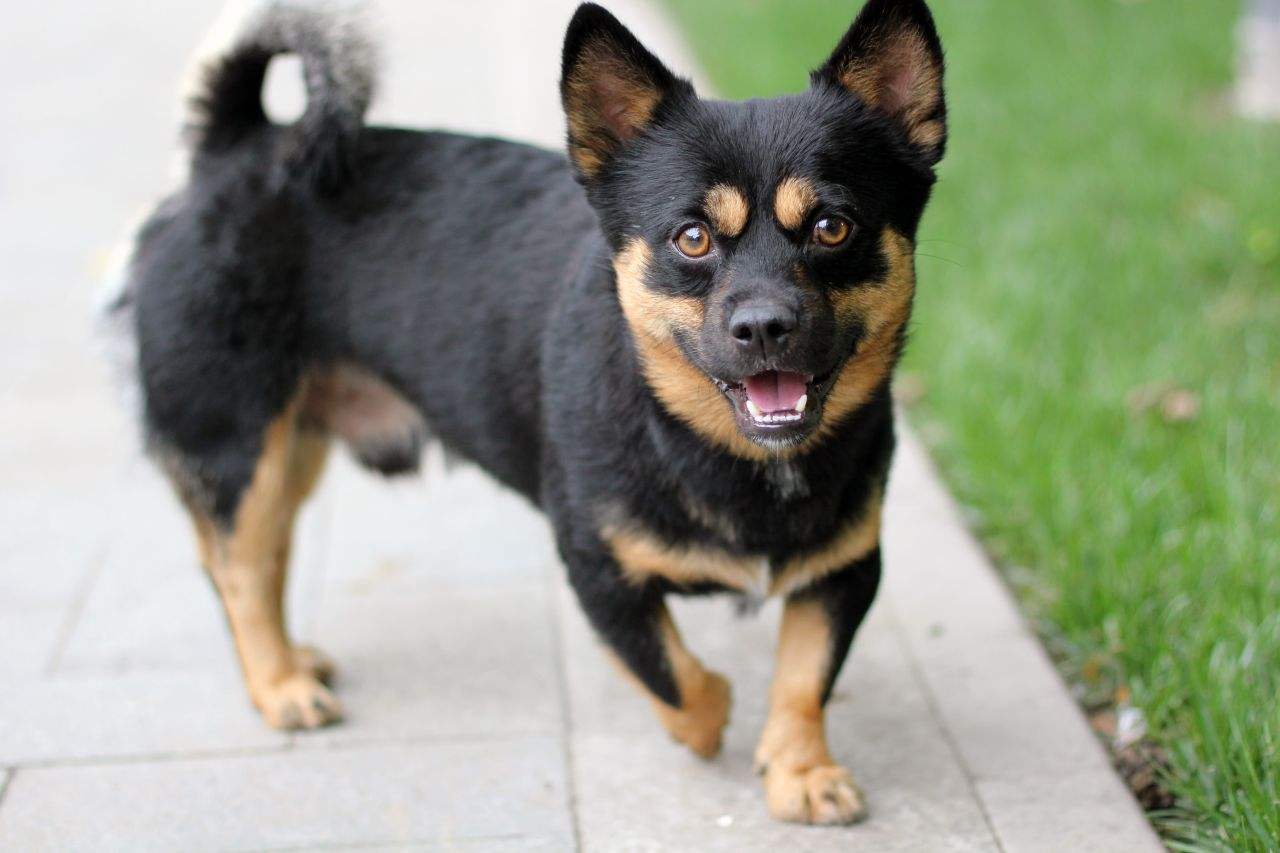 为什么狗狗晚上会一直吠叫,怎么解决狗狗半夜吠叫