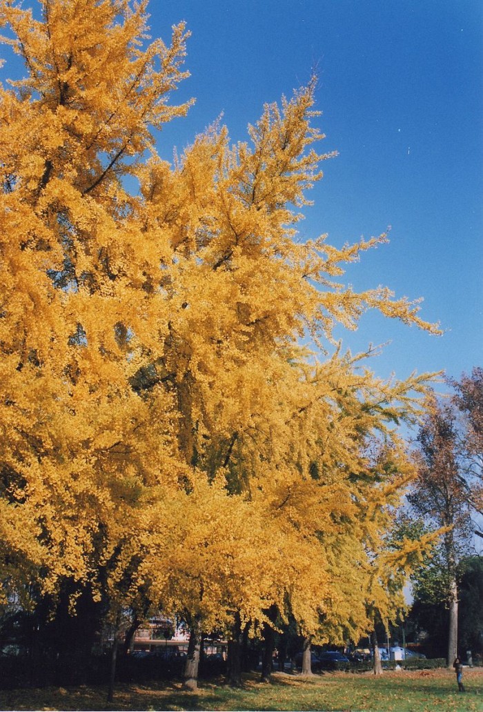 银杏3亿年前生长过程,银杏距今有多少年的进化史
