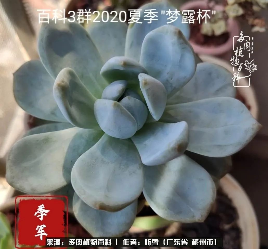 爱上多肉精致生活,爱上多肉我们的减压法宝