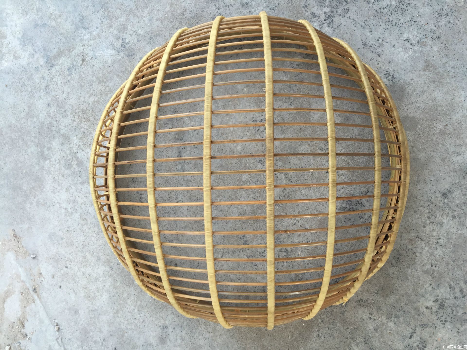 科普鱼类的知识,不同的鱼类生长过程