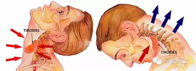 瑜伽练习中，如何启动收颔收束（喉咙锁）-经典