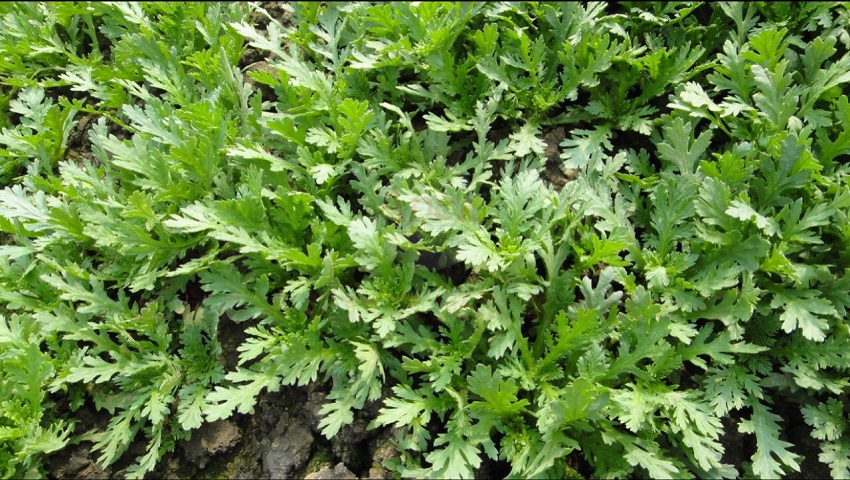 农村种什么蔬菜赚钱不愁销路,种什么蔬菜赚钱快成本低销路好