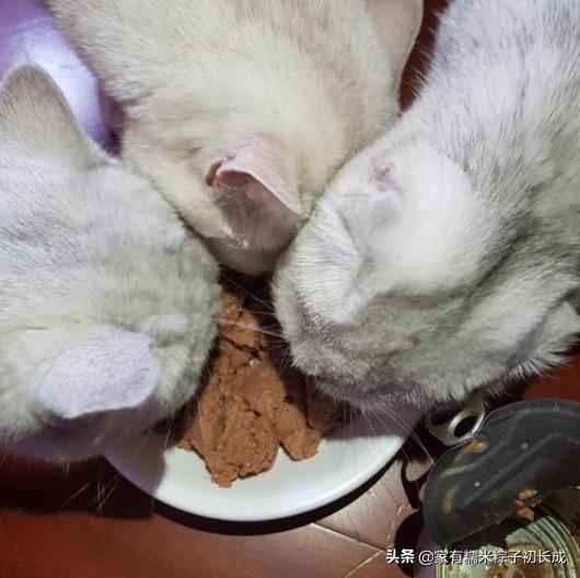 猫粮猫条猫罐头哪种好,主食猫罐头和猫粮选哪个