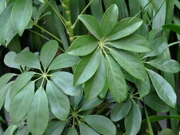 鸭脚木掉叶子施什么肥,鸭脚木掉叶子发白