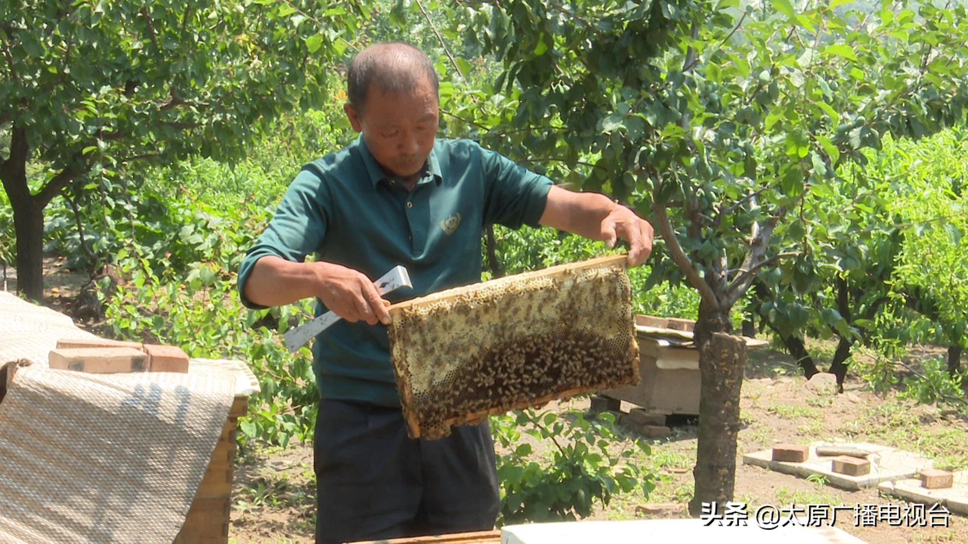 乡村振兴!太原要子庄村“绿”土地长出“金娃娃”