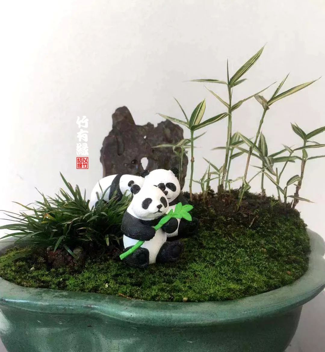 《竹子浇水宝典》竹子浇水是门大学问！