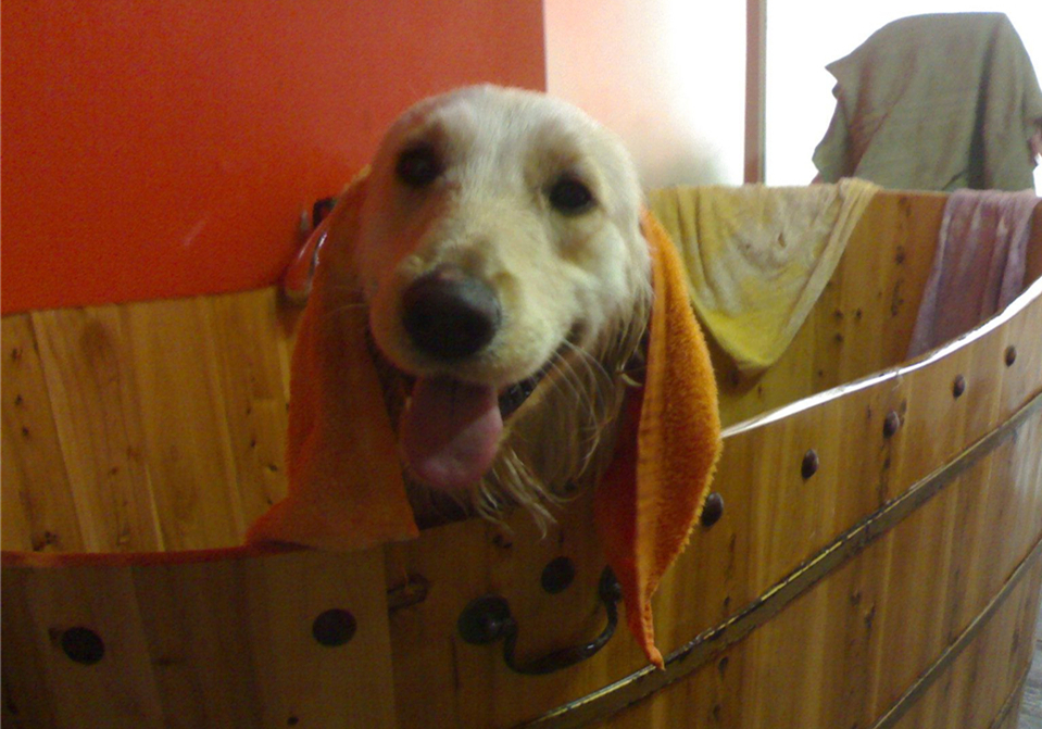 狗狗不能洗澡的五个时期,狗狗洗澡为什么不能那么频繁