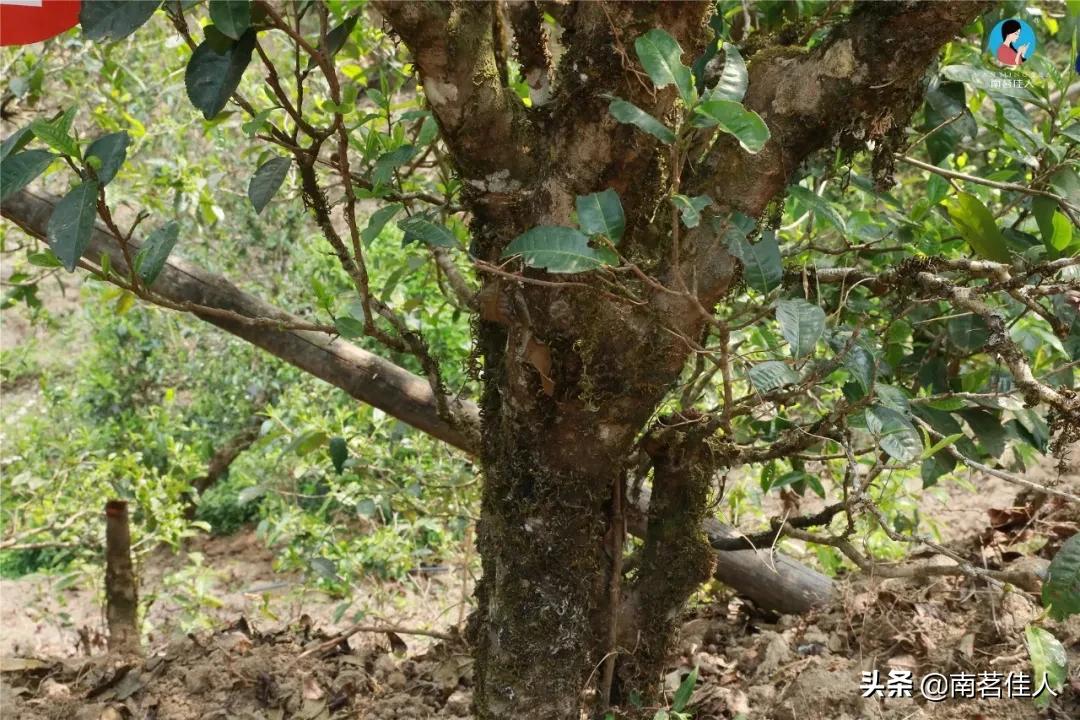 冰岛老寨大秋茶园的茶是真的吗,冰岛五寨之一糯伍什么口感