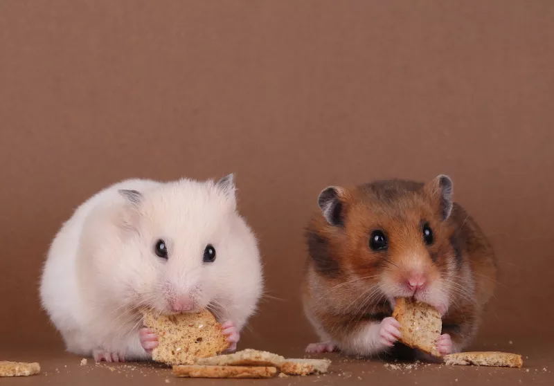 宠物仓鼠咬人流血了怎么办,仓鼠咬人伤口一般什么样子