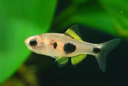 灯鱼草缸造景教程,草缸造景养什么鱼