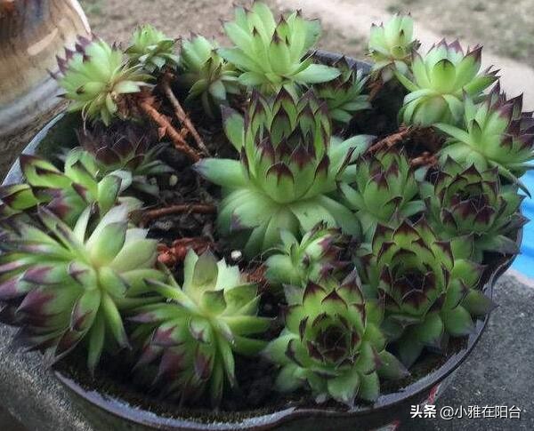 养观音的正确方法,怎么养才能让观音莲长出好多小莲