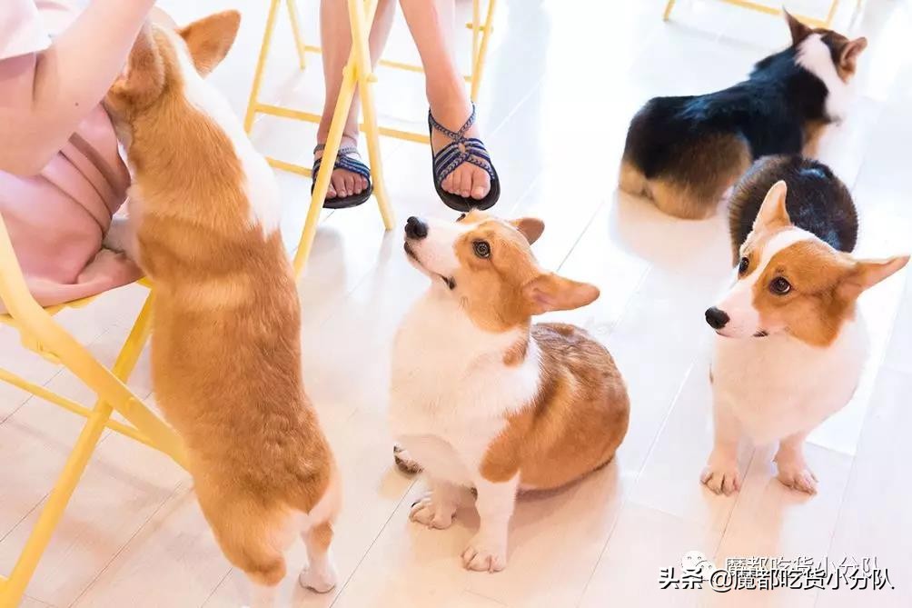 盘点网红肥胖,长肉网红