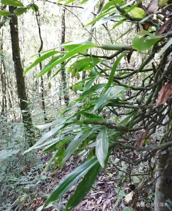 兰花国家级濒危珍稀物种布袋兰,国家保护植物兰花品种介绍