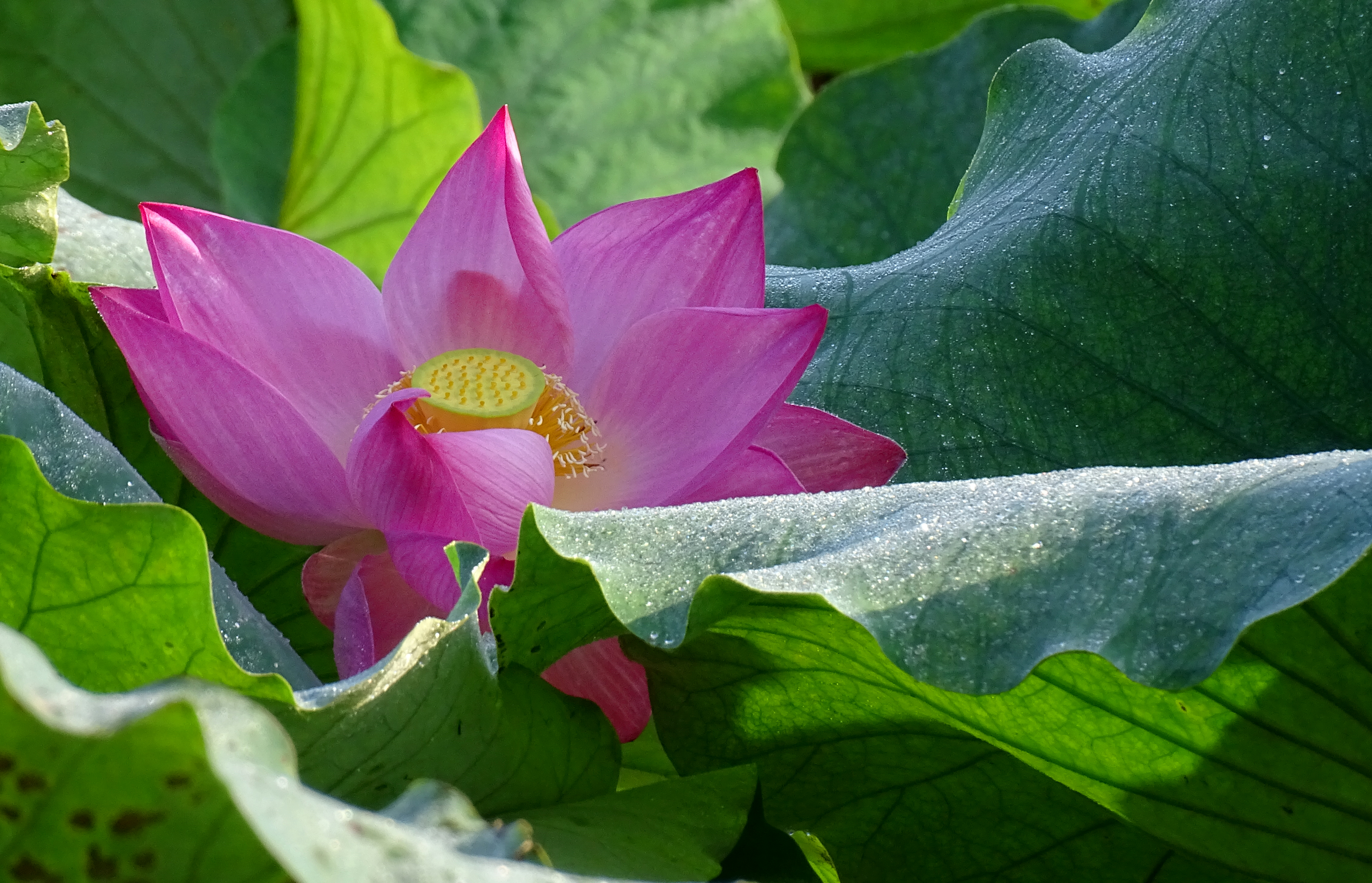 索尼dsc-hx400拍飞机效果,索尼dsc-hx400照片调色